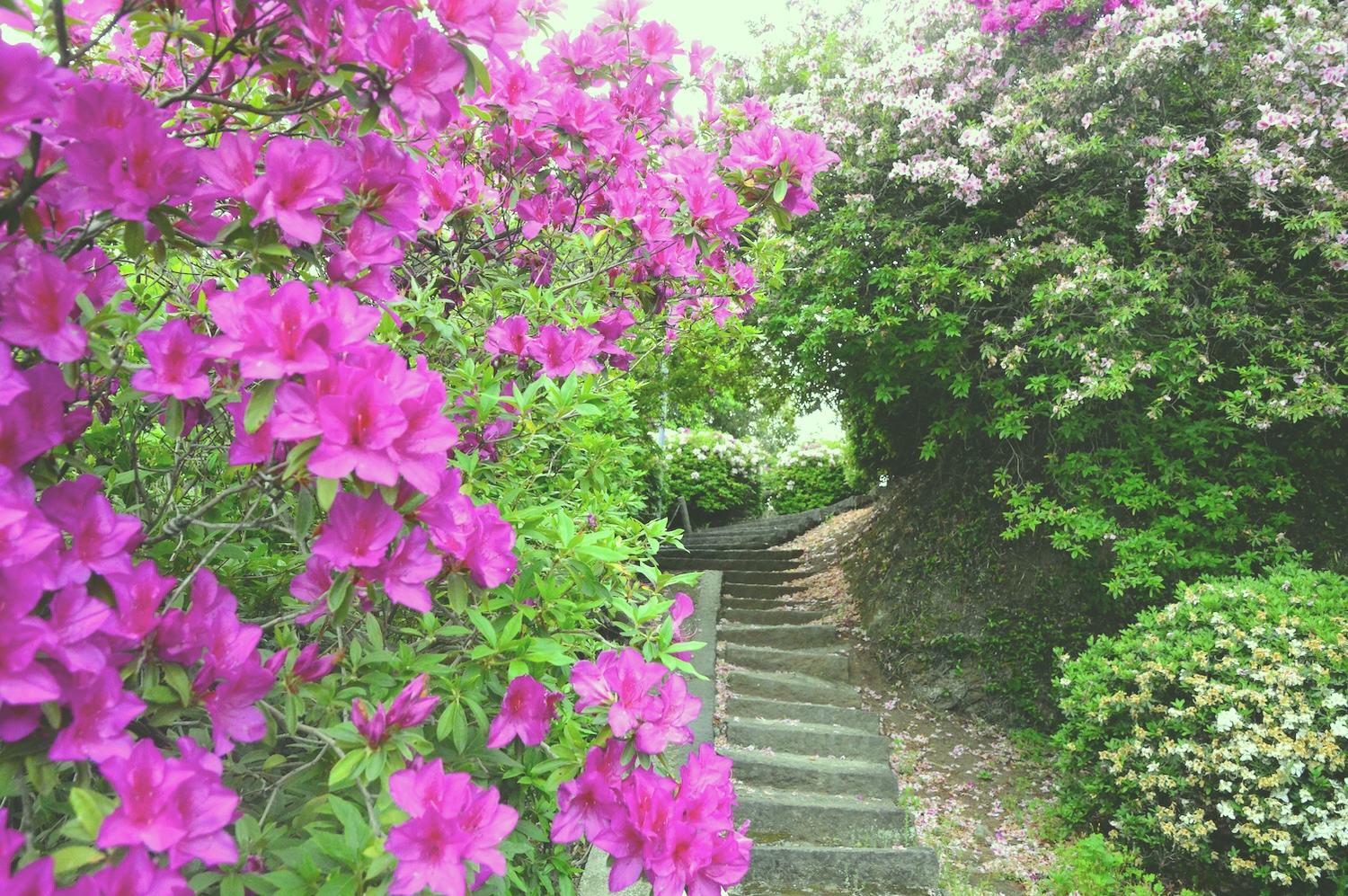 日吉神社のつつじ